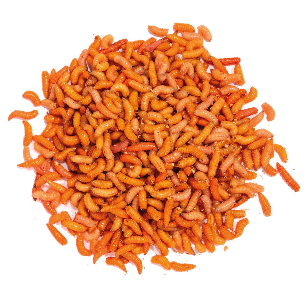 TAKE ME BAITS BIGATTINO COLORATO