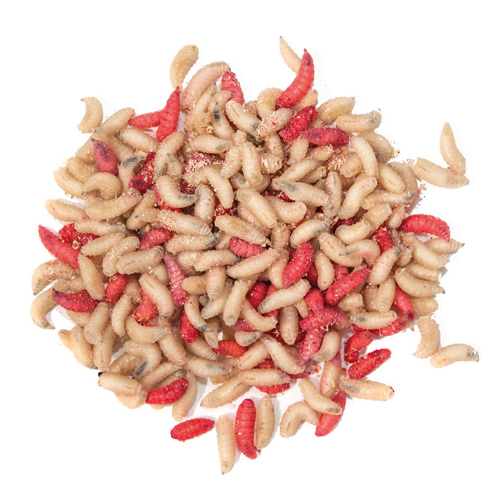 TAKE ME BAITS BIGATTINO MIX