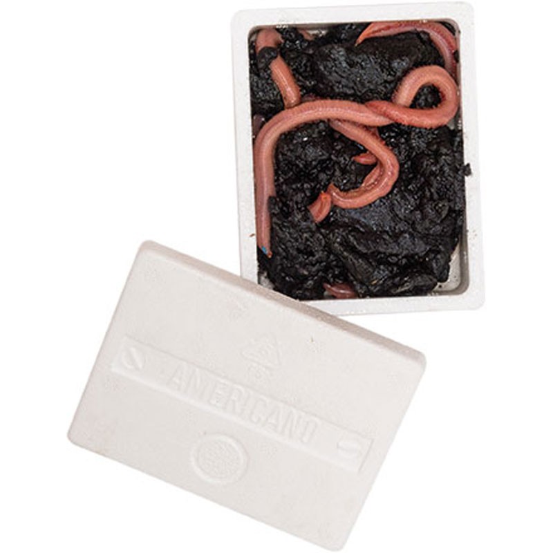 TAKE ME BAITS AMERICANO