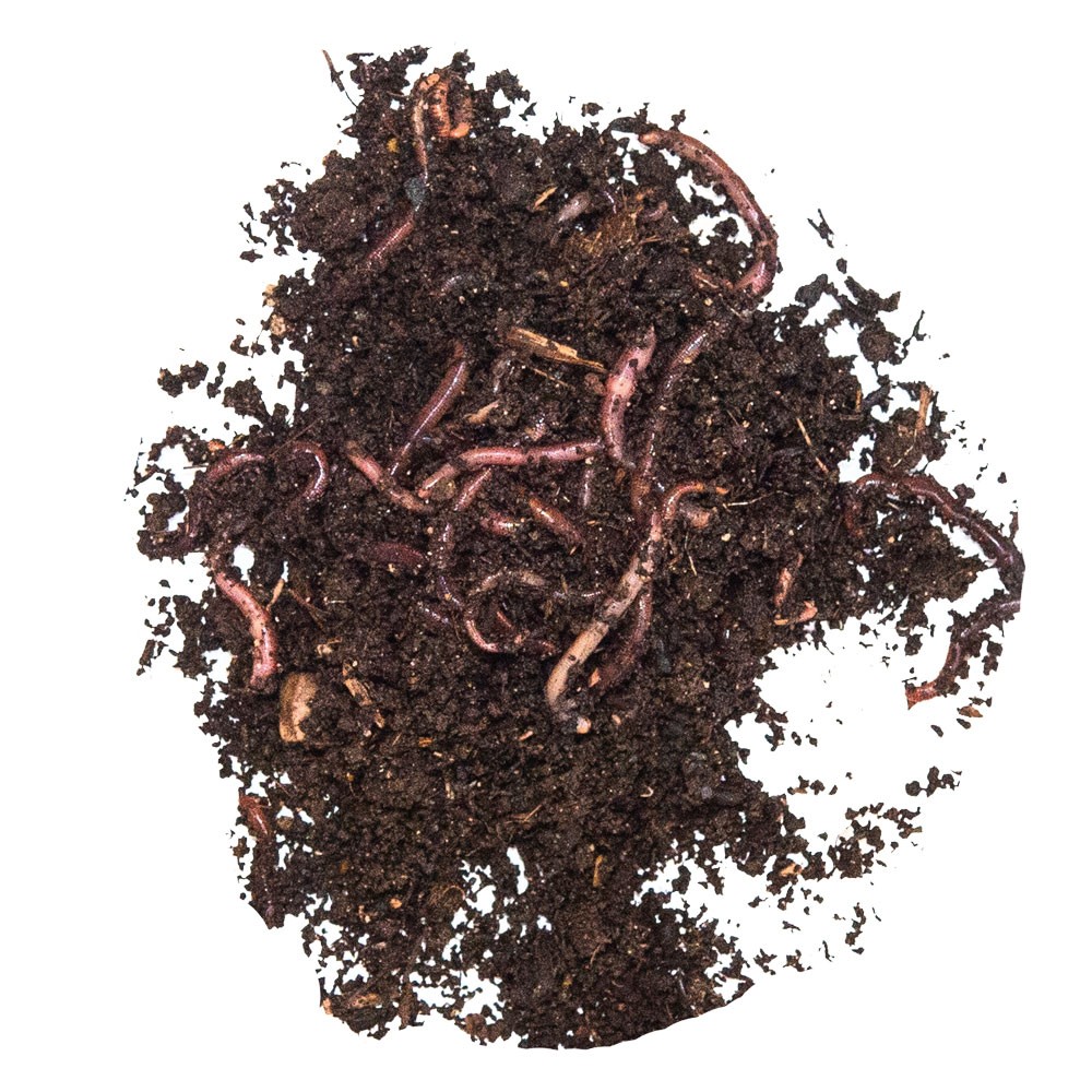 TAKE ME BAITS LOMBRICHI GARA